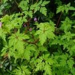 Geranium purpureum Foglia