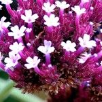 Verbena hastata Blüte