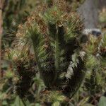 Phacelia mutabilis Hàbitat