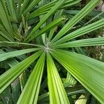 Licuala spinosa Leaf