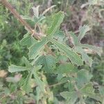 Hibiscus cannabinus Folha