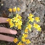 Nestotus stenophyllus Flower