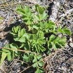 Geum aleppicum পাতা