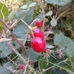 Rosa villosa Fruit