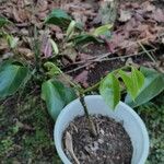 Erythrina edulis