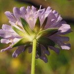 Knautia arvensis Flor
