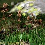 Valeriana celtica Elinympäristö