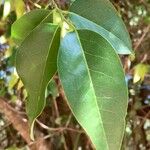 Olax dissitiflora Leaf