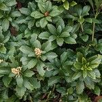 Pachysandra terminalis Характер