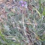 Oxytropis lapponica Leaf