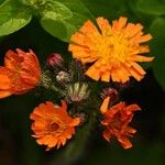 Pilosella aurantiaca Flor