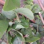 Tapinanthus bangwensis Blatt