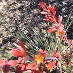 Hesperaloe parviflora Kukka