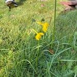 Narcissus gaditanus Flower