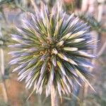 Echinops spinosissimus Floare