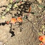 Sphaeralcea coccinea Blüte