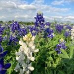 Lupinus texensis Кветка