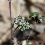 Thalictrum dioicum Fleur