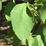 Croton megalobotrys Leaf