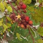 Rubus phoenicolasius Fruit