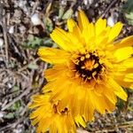 Reichardia tingitana Flower