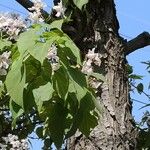 Catalpa speciosa Φλοιός