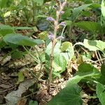 Orobanche nana Агульны выгляд