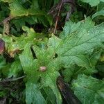 Echinops sphaerocephalus Blad