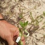 Pombalia calceolaria Φύλλο