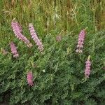 Lupinus densiflorus Plante entière