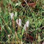 Trichophorum alpinum Habit