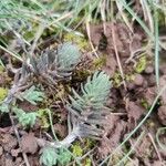 Petrosedum forsterianum Hoja