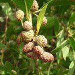 Conocarpus erectus Ffrwyth