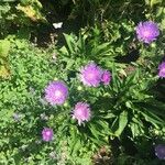 Stokesia laevis Λουλούδι