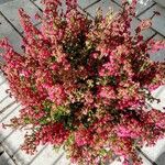Erica gracilis Цветок