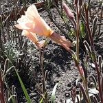Oenothera stricta Цвят