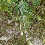 Chardinia orientalis Otro