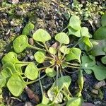 Claytonia rubra Blatt