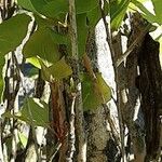 Populus × canadensis പുറംതൊലി