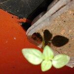 Theligonum cynocrambeLeaf