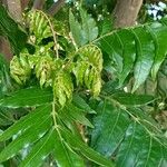 Harpephyllum caffrum Leaf