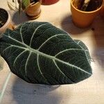 Alocasia reginula Leaf