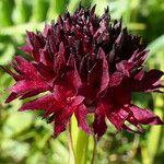 Gymnadenia austriaca Flor