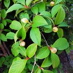 Stewartia pseudocamellia