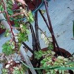 Begonia foliosa Bark