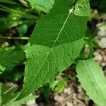 Crepis paludosa Листок