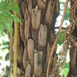 Cyathea glauca Bark