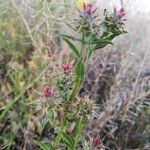 Centaurea melitensis 叶