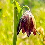 Fritillaria biflora