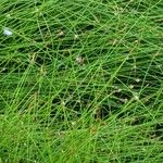 Juncus filiformis 葉